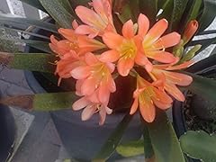 9eztropical orange fire for sale  Delivered anywhere in USA 