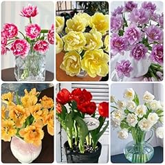 Tulpenzwiebeln kaufen blumenzw gebraucht kaufen  Wird an jeden Ort in Deutschland