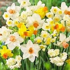 Collezione bulbi narcisi usato  Spedito ovunque in Italia 