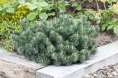 Pinus mugo humpy gebraucht kaufen  Wird an jeden Ort in Deutschland