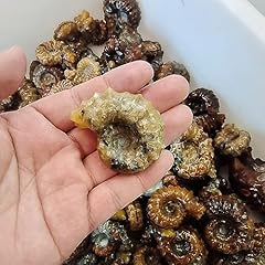 Snail marine life for sale  Delivered anywhere in UK