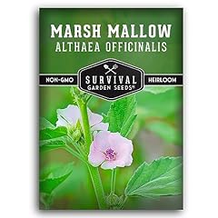 Marsh mallow seed for sale  Delivered anywhere in USA 