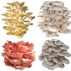 Four one mushroom for sale  Delivered anywhere in USA 