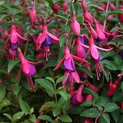 Fuchsia tom thumb for sale  Delivered anywhere in Ireland