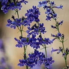 Penstemon heterophyllus true for sale  Delivered anywhere in UK
