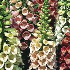 Premier seeds direct for sale  Delivered anywhere in UK