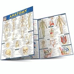 Anatomy quickstudy laminated for sale  Delivered anywhere in USA 