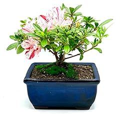 Live azalea bonsai for sale  Delivered anywhere in USA 