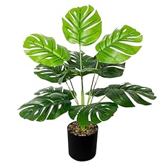 Aivoriuy grandes plantes d'occasion  Livré partout en France