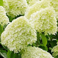 Hydrangea limelight spreading for sale  Delivered anywhere in UK