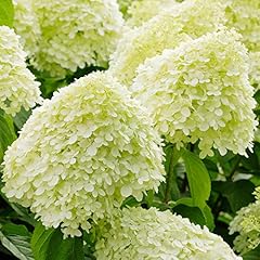 Hydrangea limelight spreading for sale  Delivered anywhere in UK