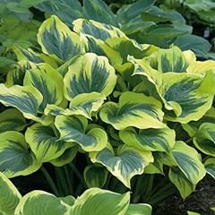 Carbeth plants hosta for sale  Delivered anywhere in Ireland
