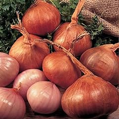 Shallots red sun for sale  Delivered anywhere in UK