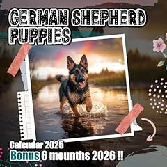 German shepherd puppies for sale  Delivered anywhere in UK