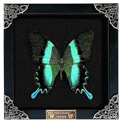 Real peacock butterfly for sale  Delivered anywhere in USA 