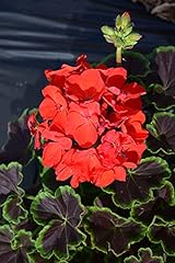 Dark leaved geranium for sale  Delivered anywhere in UK