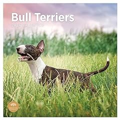 2024 bull terriers for sale  Delivered anywhere in USA 
