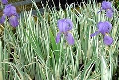 Iris palida variegata for sale  Delivered anywhere in USA 