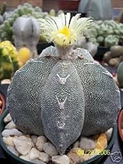 Astrophytum myriostigma onzuka usato  Spedito ovunque in Italia 