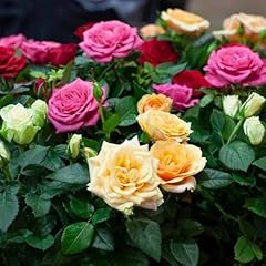Mix rosa rose for sale  Delivered anywhere in USA 