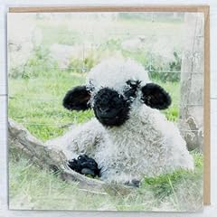 Valais blacknose sheep for sale  Delivered anywhere in UK