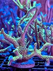 Live saltwater coral for sale  Delivered anywhere in USA 