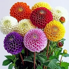 Semi dahlia pompon usato  Spedito ovunque in Italia 