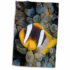 3drose twobar anemonefish for sale  Delivered anywhere in USA 