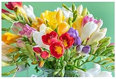 20x freesia mix for sale  Delivered anywhere in UK