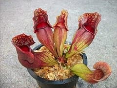 Carnivorous purple pitcher for sale  Delivered anywhere in USA 