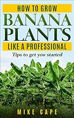 Grow banana plants for sale  Delivered anywhere in USA 