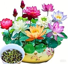 Lotus blumen samen gebraucht kaufen  Wird an jeden Ort in Deutschland