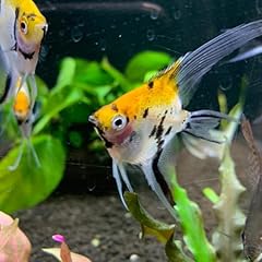 Koi angel 1.5 for sale  Delivered anywhere in USA 