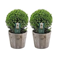 Plants frank véritable d'occasion  Livré partout en France