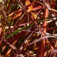 Pianta vera miscanthus usato  Spedito ovunque in Italia 