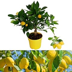 Citrus lemon tree for sale  Delivered anywhere in UK