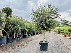 Albero ulivo altezza usato  Spedito ovunque in Italia 