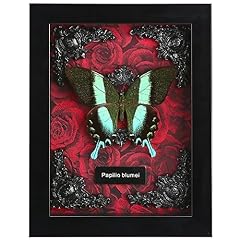 Real butterfly framed for sale  Delivered anywhere in USA 