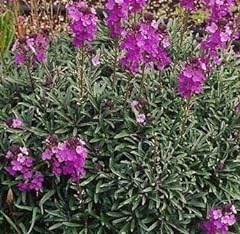 Pack erysimum bowles for sale  Delivered anywhere in UK