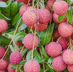 Lychee tropical fruit for sale  Delivered anywhere in USA 