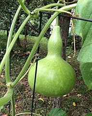 Zucca forma bottiglia usato  Spedito ovunque in Italia 