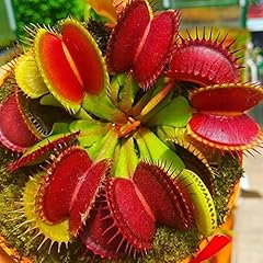 Generic 100 dionaea usato  Spedito ovunque in Italia 