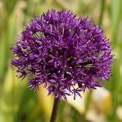 Allium hollandicum purple for sale  Delivered anywhere in UK