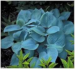 Hosta plantaginea fragrant gebraucht kaufen  Wird an jeden Ort in Deutschland