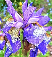 Iris sibirica blue for sale  Delivered anywhere in UK