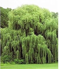 Weeping willow trees for sale  Delivered anywhere in USA 