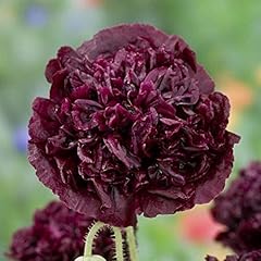 Exotic strains poppy for sale  Delivered anywhere in USA 