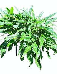 Xanadu philodendron oxygen for sale  Delivered anywhere in USA 