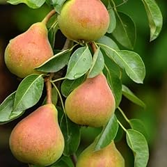 Carbeth plants pear for sale  Delivered anywhere in UK
