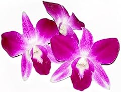 Purple dendrobium fresh for sale  Delivered anywhere in USA 